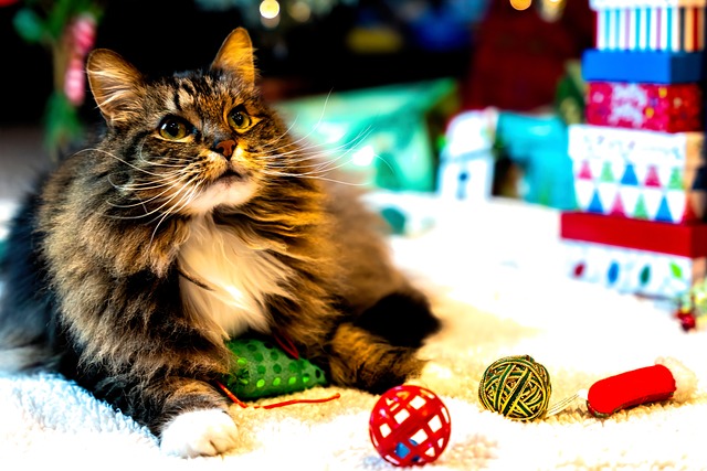 le chat et ses jouets