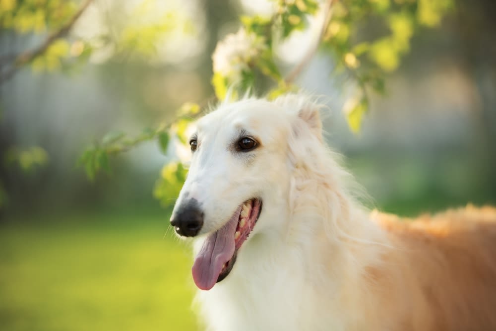 Barzoi Greyhound zittend op pad