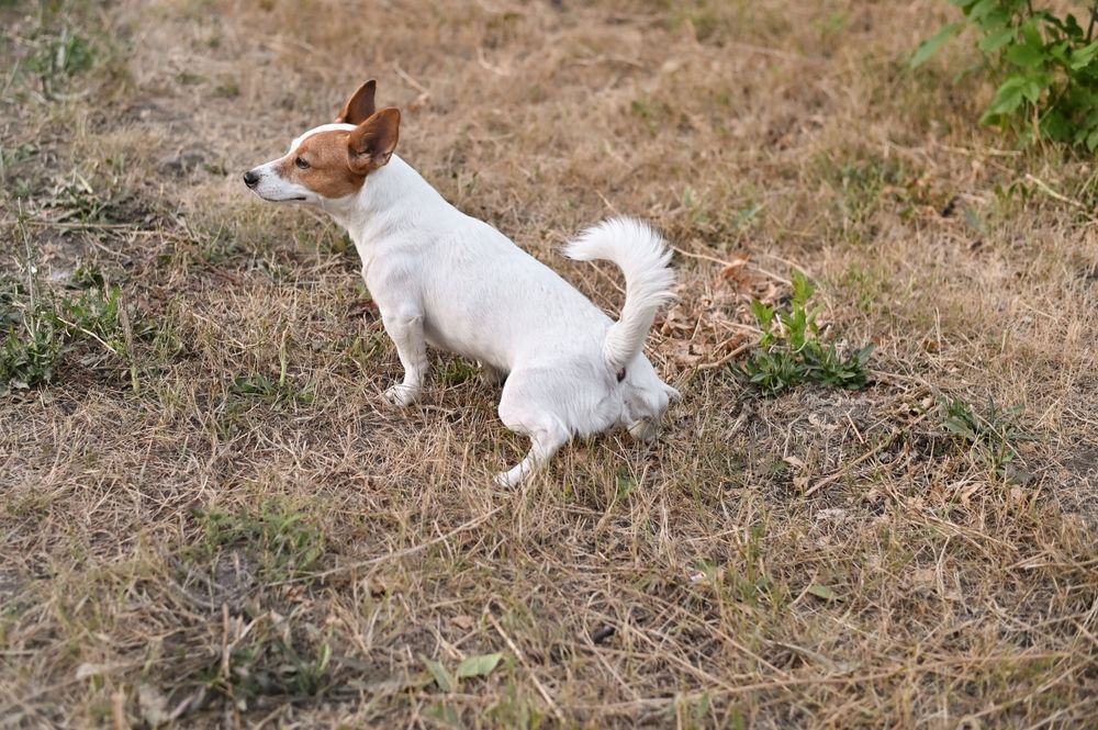 Jack Russell Terrier poept