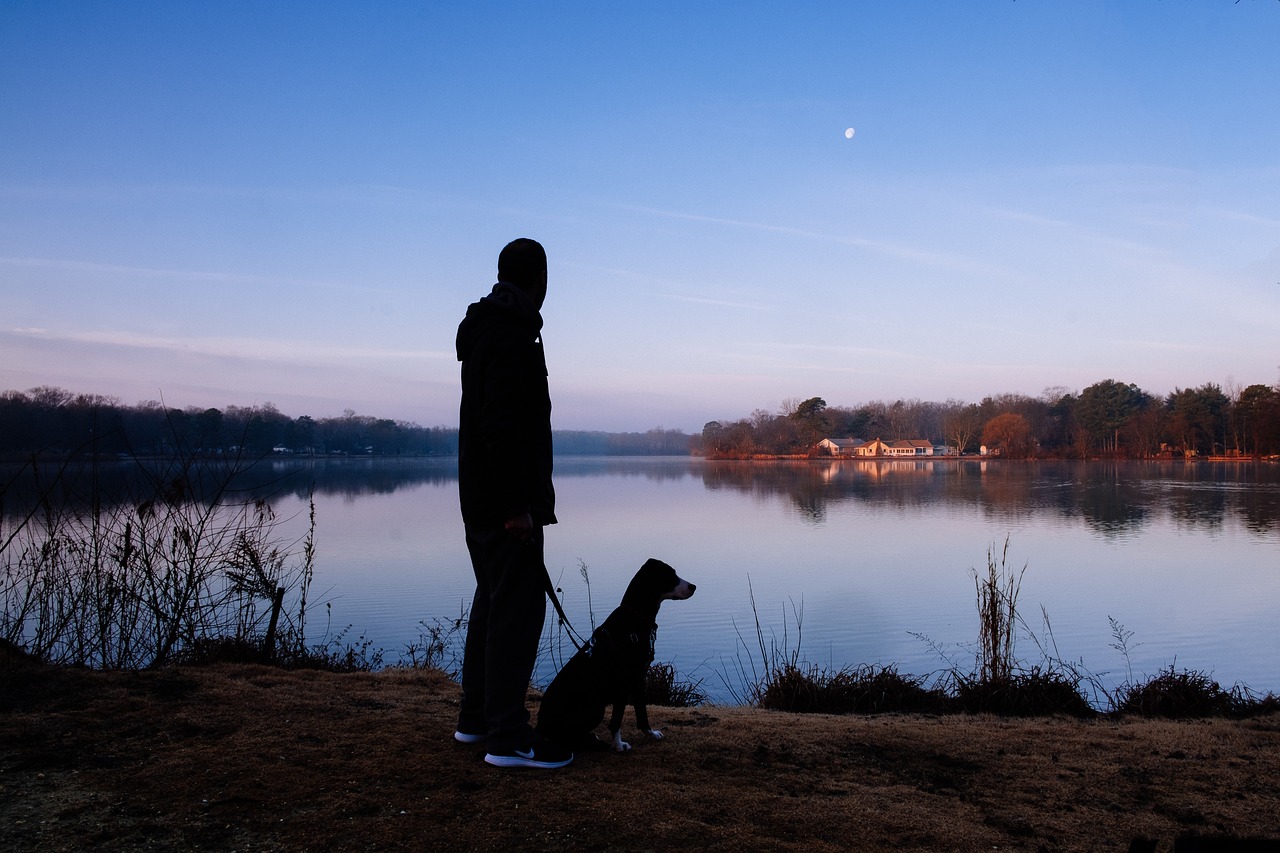 Chien qui se promène la nuit