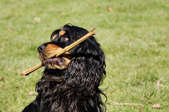 cocker spaniel apportiert stöckchen