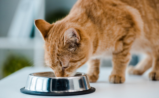 Alimentation et calculs urinaires chez le chat - Santévet