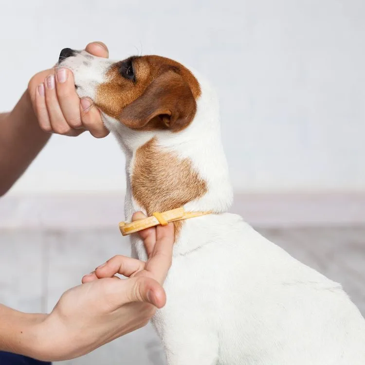Antiparasitaire pour chien traitement anti-puces VETOCANIS