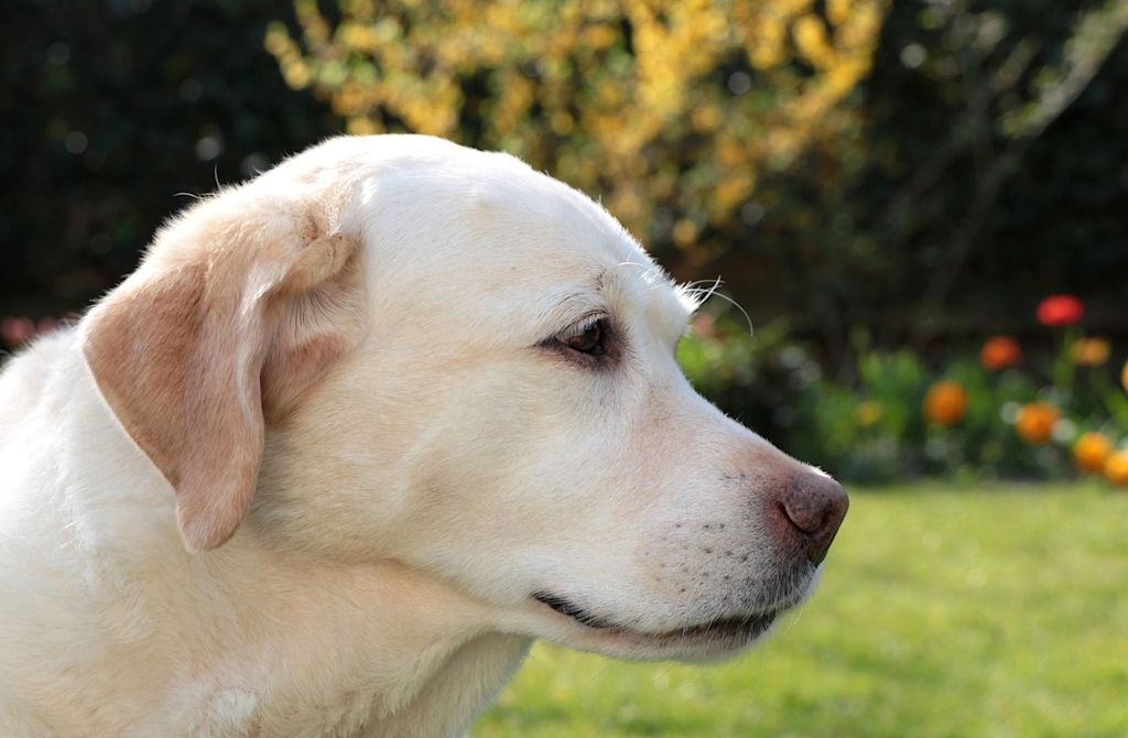 chien labrador blanc jardin