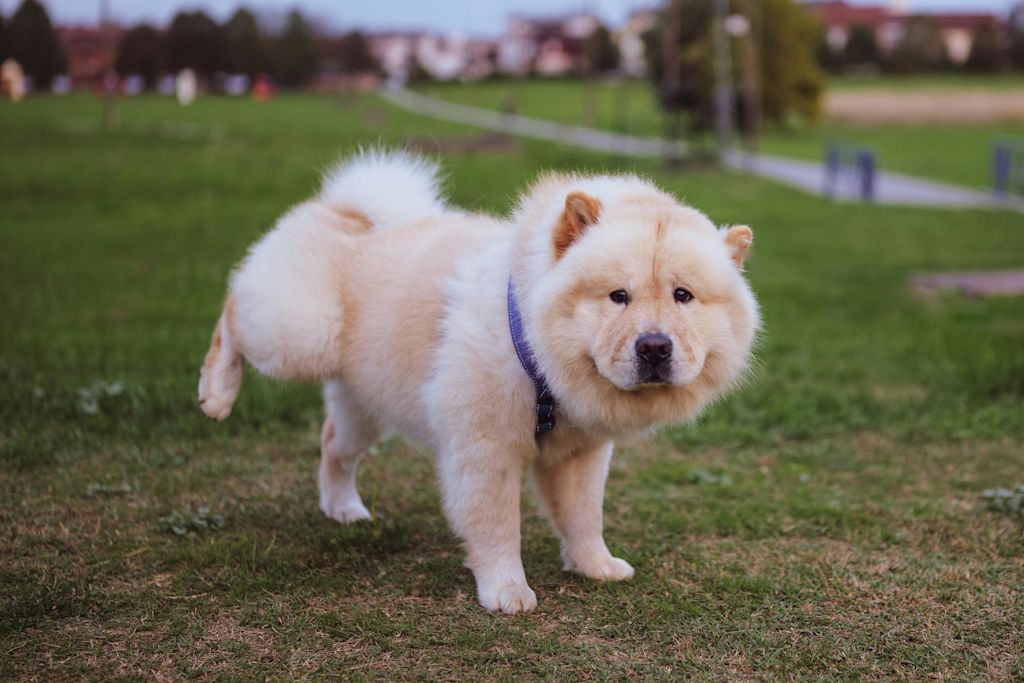 Chow Chow