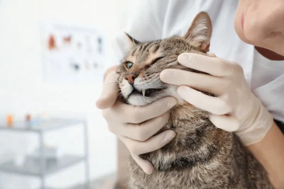 Dormir avec son chat comporte-t-il des risques ? - Santévet