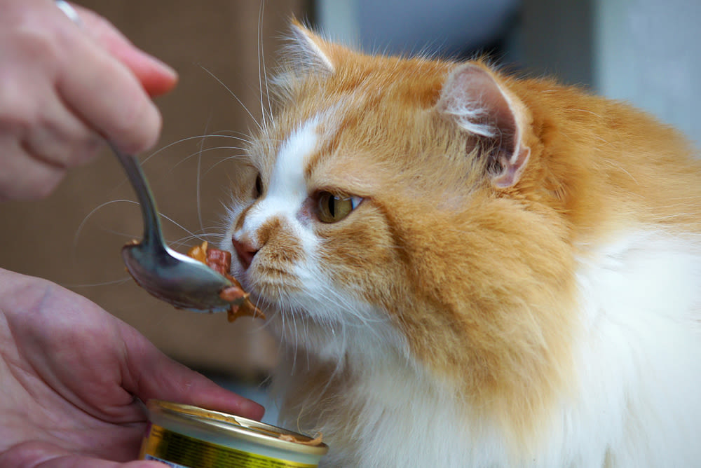 Un gatto mangia