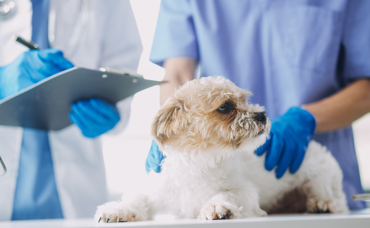 exament sang dans les selles du chien