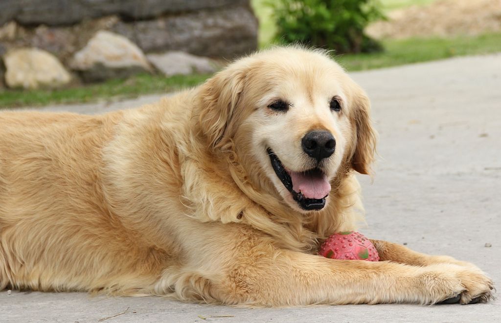 myelopathie vieux labrador sable