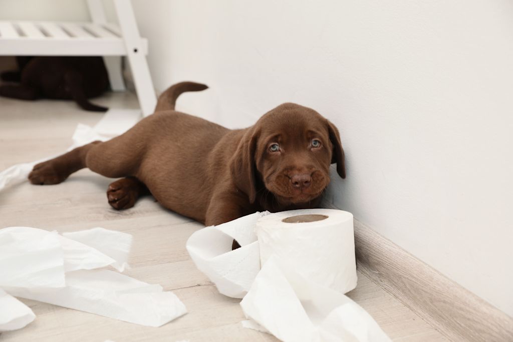 Chien anxiété de séparation