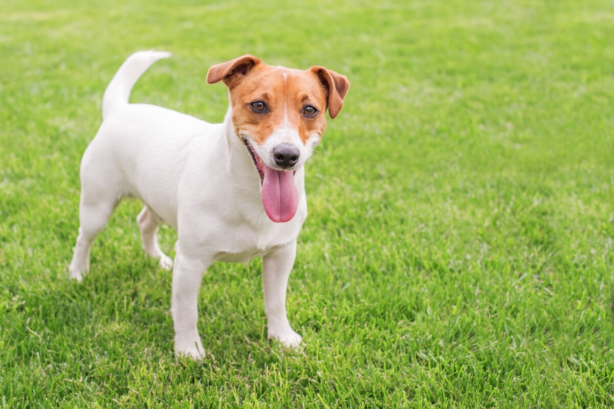 son los perros peligrosos de jack russell