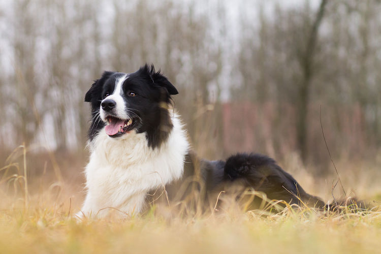 evolution du chien