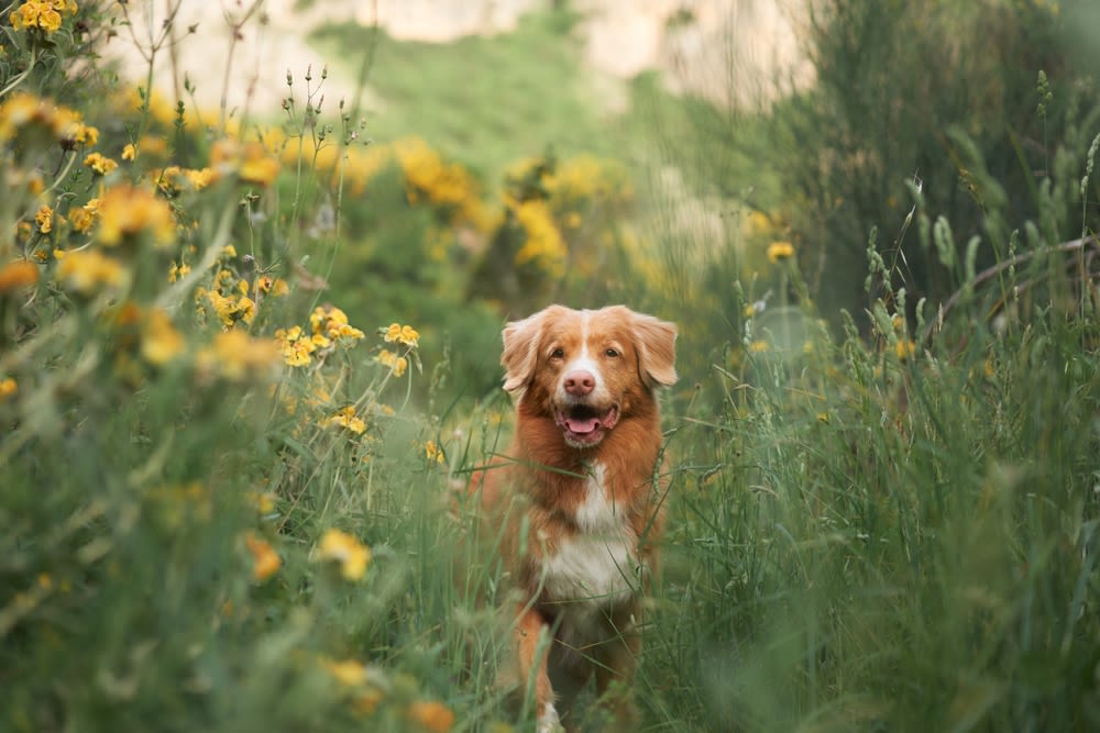 Een Nova Scotia Eendoller Retriever