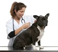 Santevet_la_vaccination_du_chien_remboursee_par_l__assurance_sante_animale_-_123rf