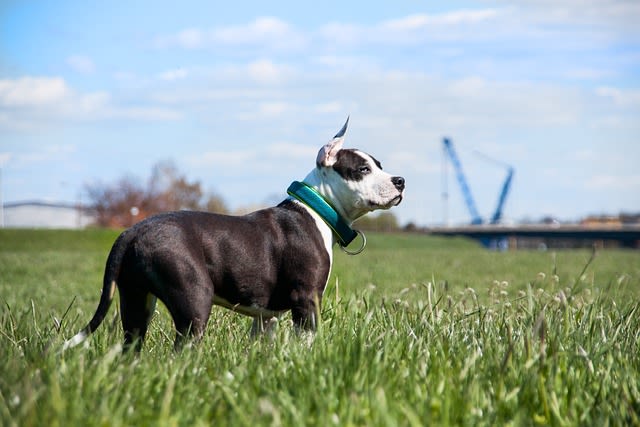 american staffordshire terrier adulte