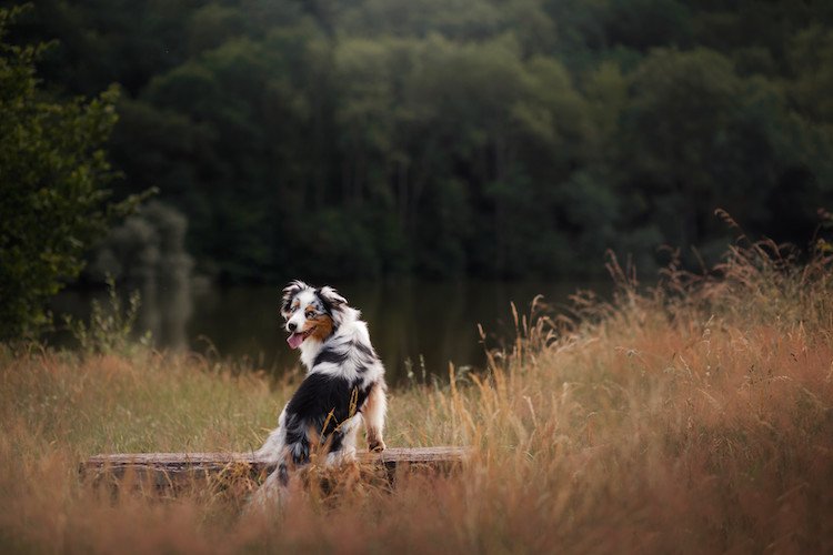 chien et danger des épillets