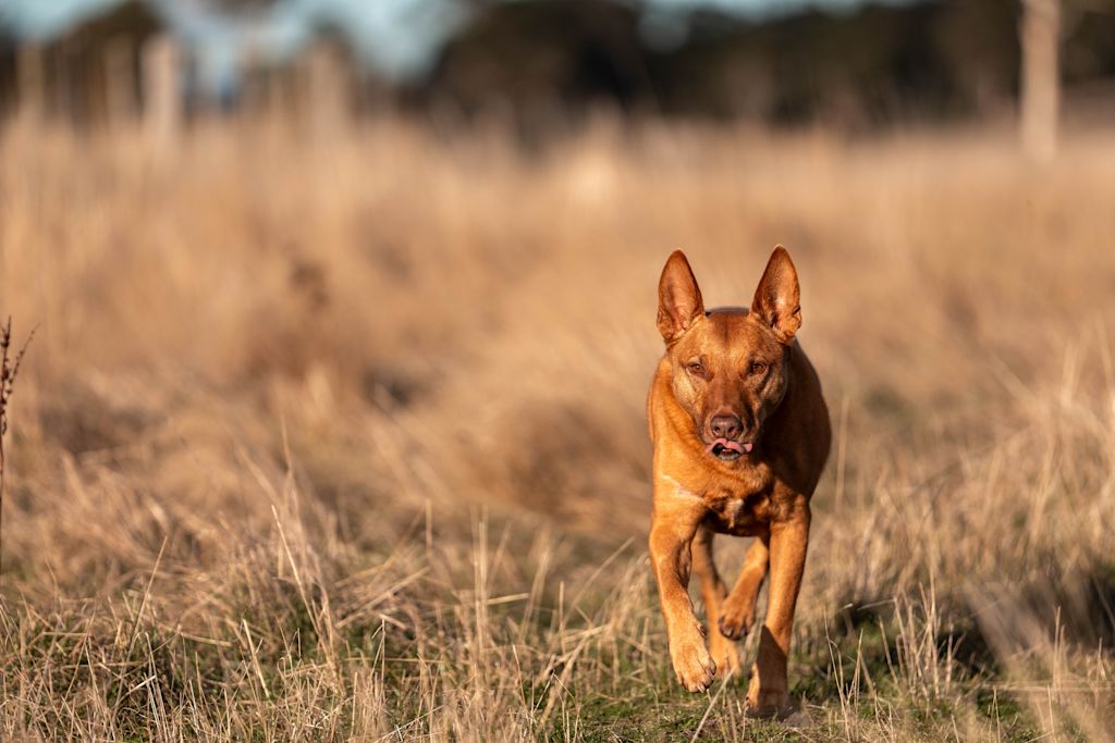 Australien Kelpie