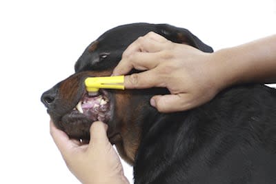 Dentifrice a croquer pour l\'hygiène bucco-dentaire du chien
