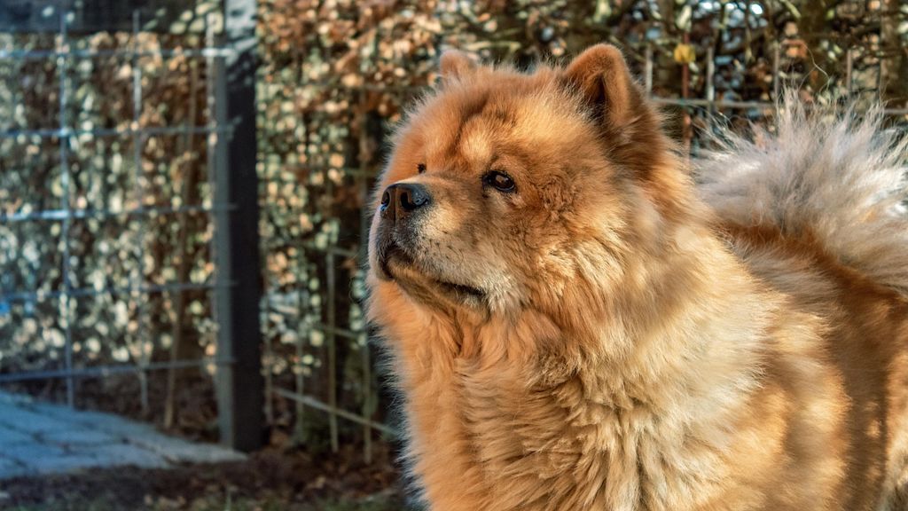 chien chow chow jardin grillag