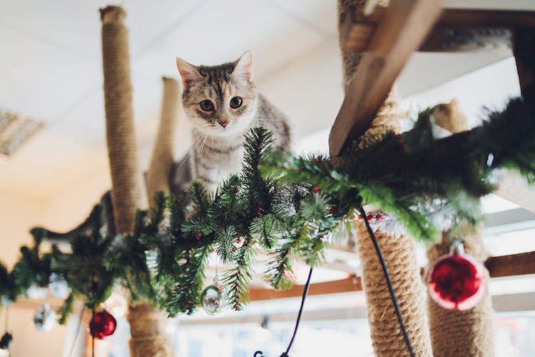 Cadeaux de Noël pour chiens et chats : 5 idées stylées pour les gâter