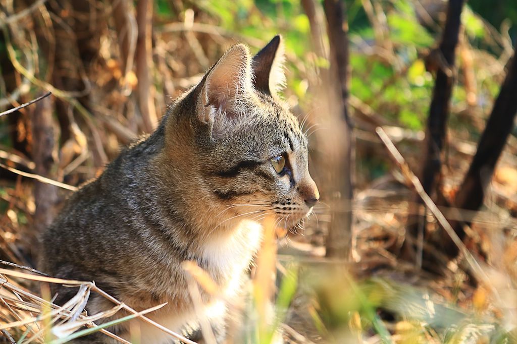 Chat tigré dans l'herbe