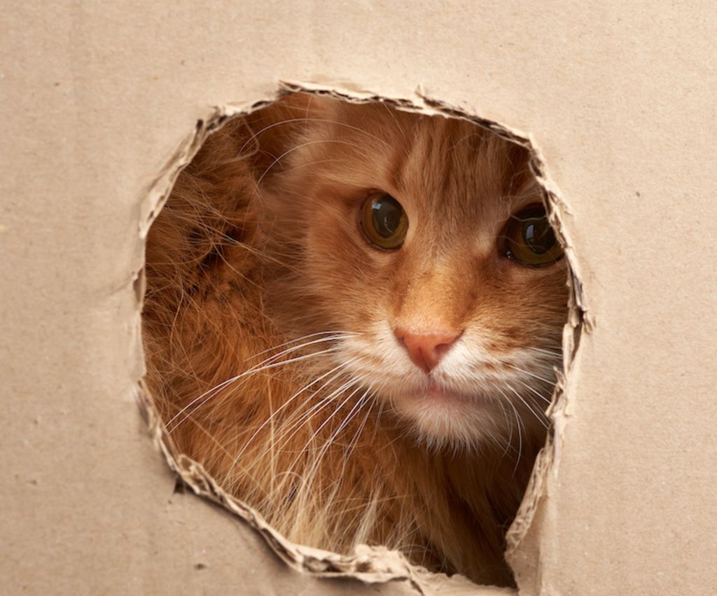 fabriquer_cachette_pour_chat_en_carton