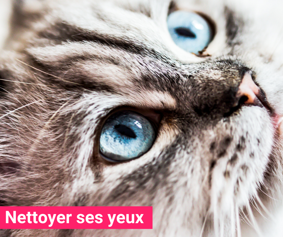 Pilule contre les chaleurs chez la chatte : « Arrêtons le massacre ! » -  Reproduction - Chat - Santévet