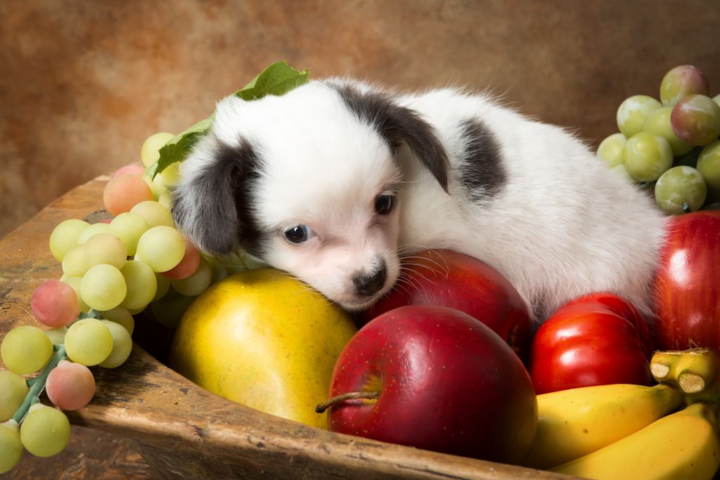 Chiot qui mange du raisin