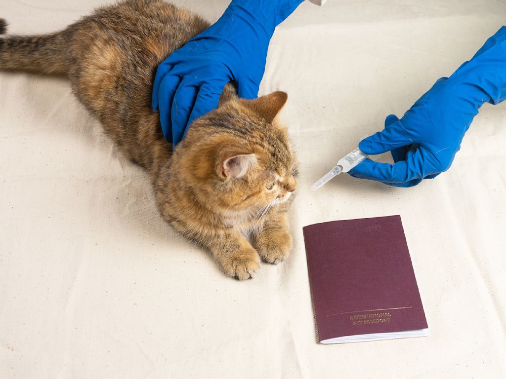 vaccin rage chat passeport