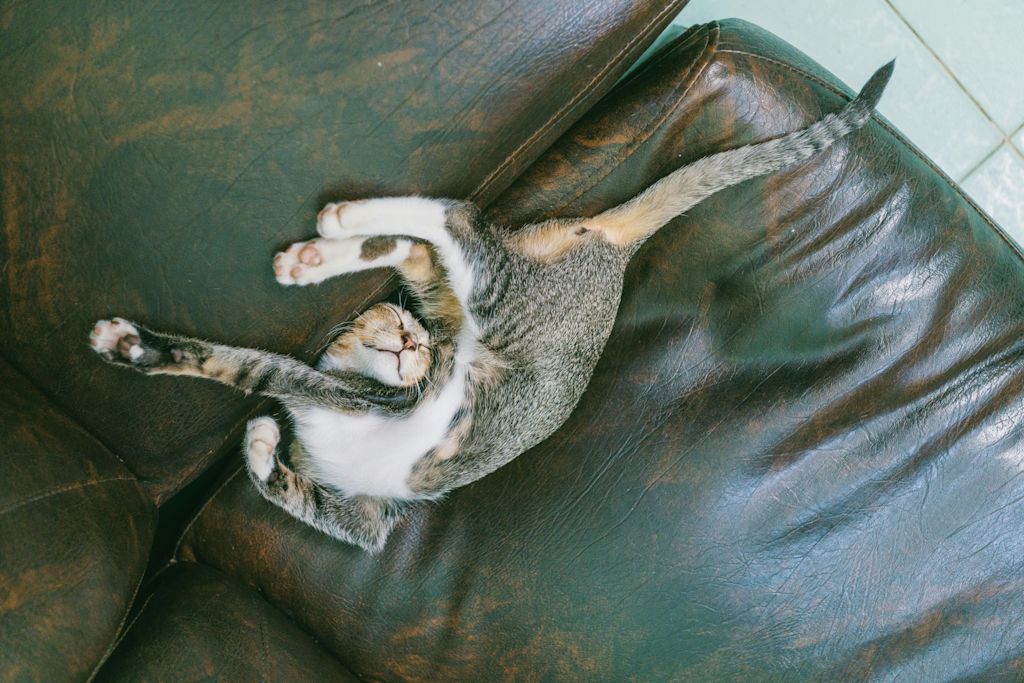 Chat en position surprenante pour dormir