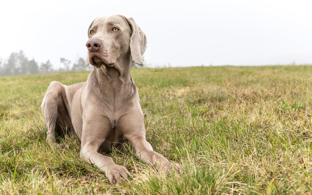 Weimaraner portret met lichte ogen