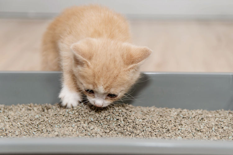 litiere pour chaton