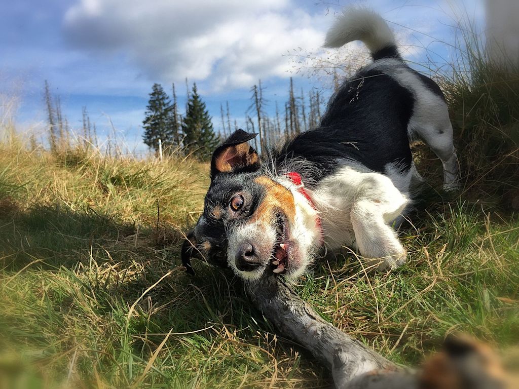 chien qui joue baton prairie