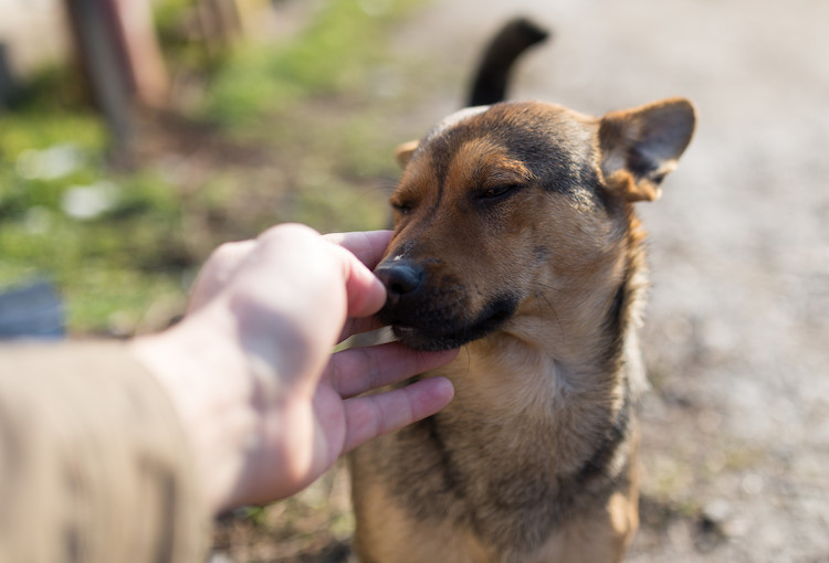 œdème de Quincke chez le chien