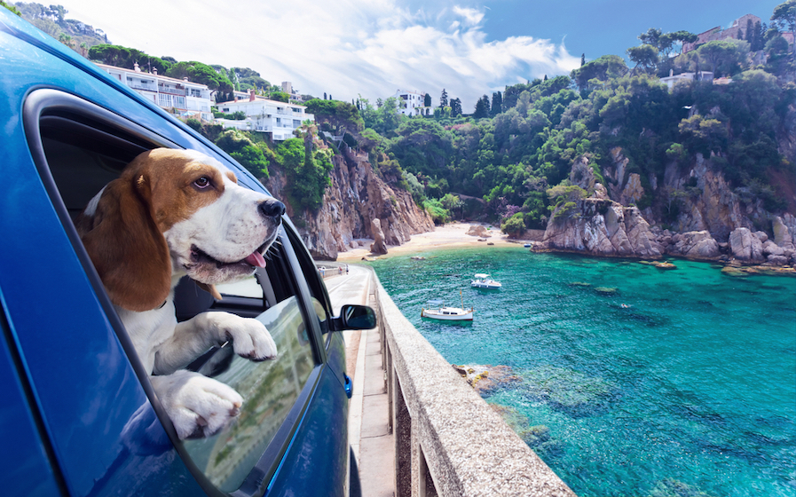 Buitenlandse reizen met je hond