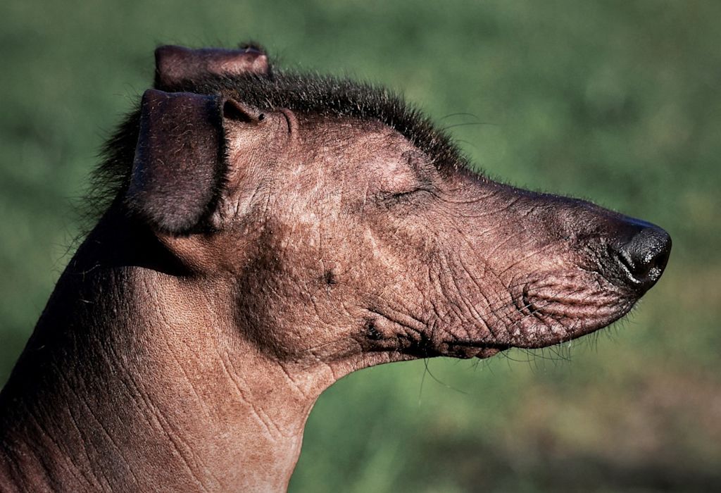 Xoloitzcuintle