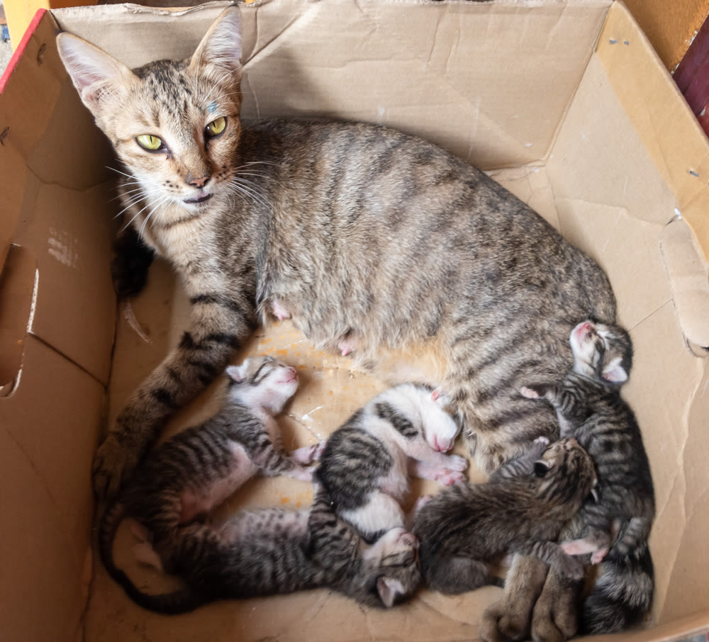 Dierenarts houdt reageerbuisje vast