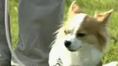 Un chihuahua décroche son brevet de chien de décombres au Japon ! - Actualité - Chien
