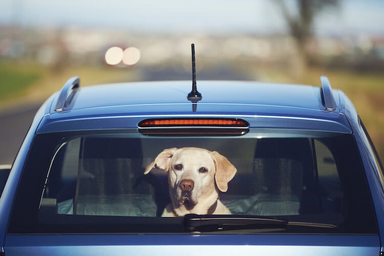 chien coup de chaleur voiture