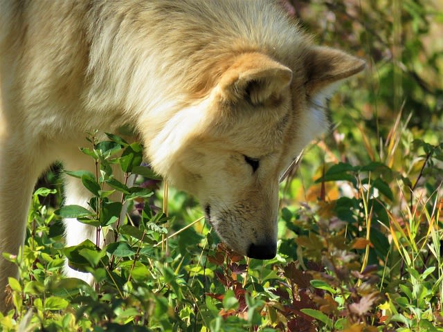 L'odorat du chien