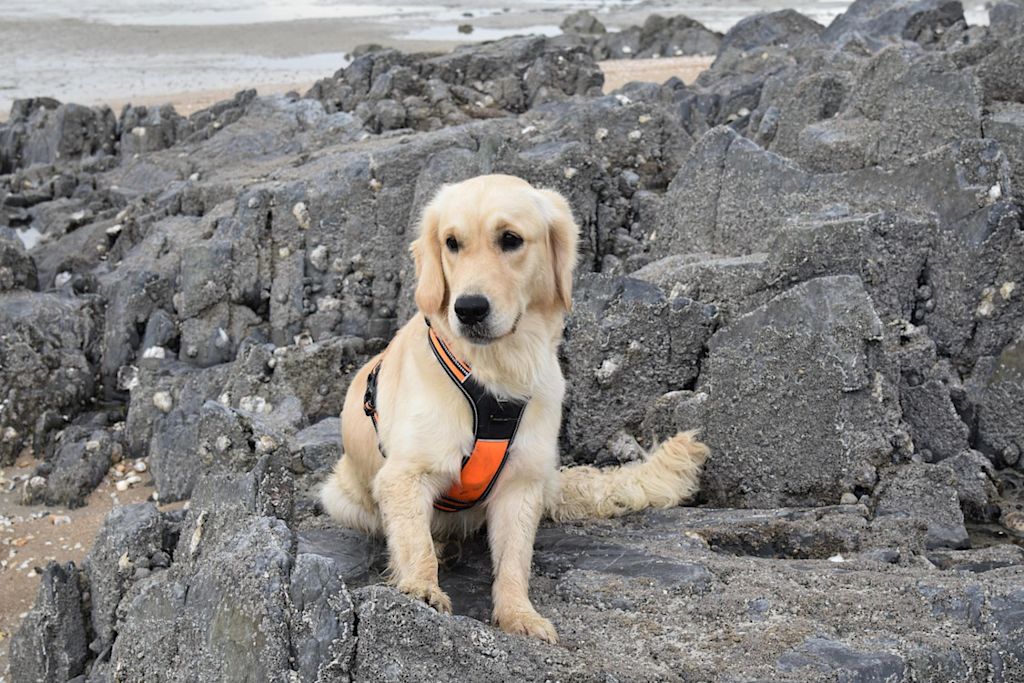 golden-retriever harnais