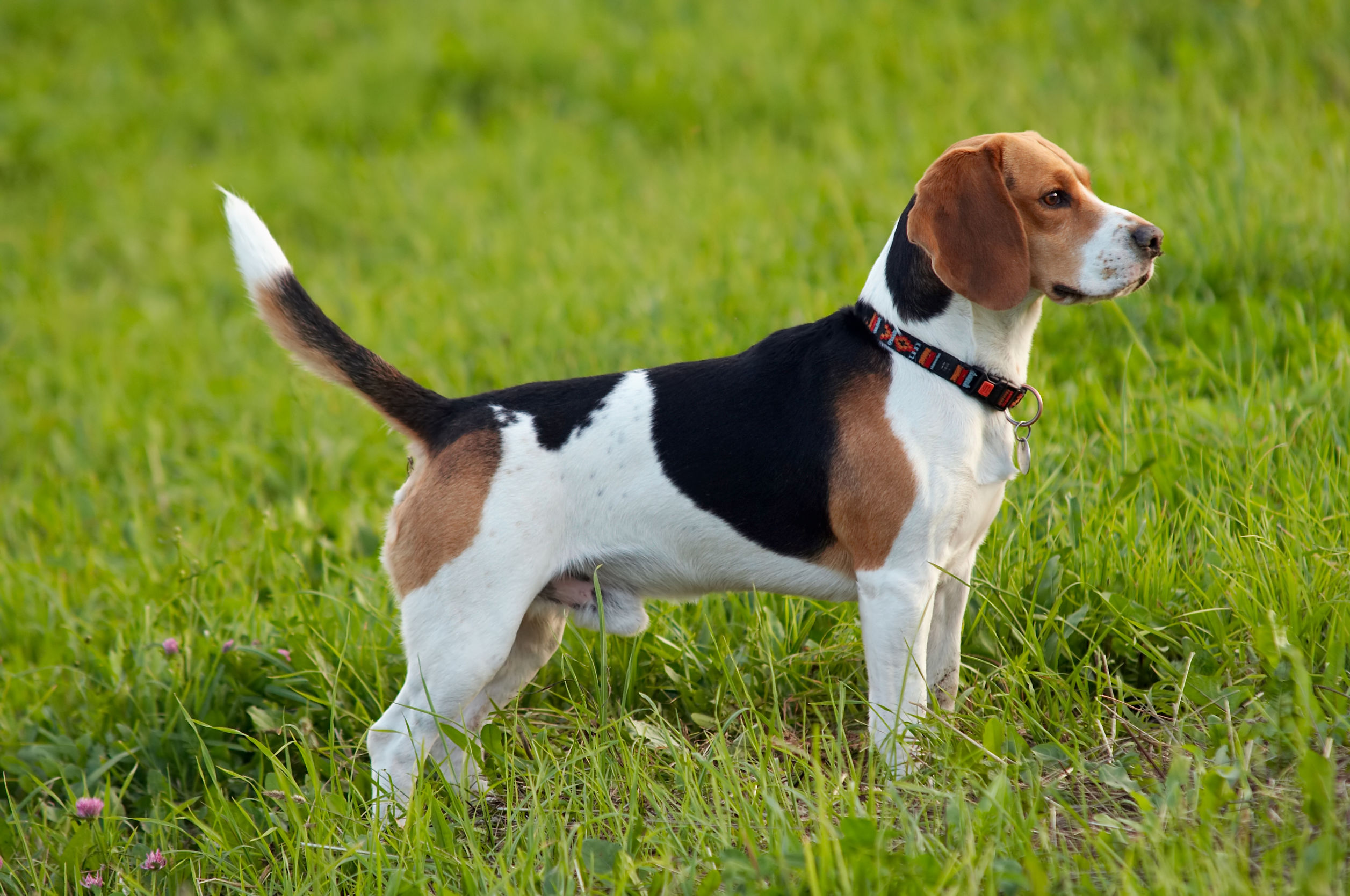 Beagle Fiches race Chien Sant vet