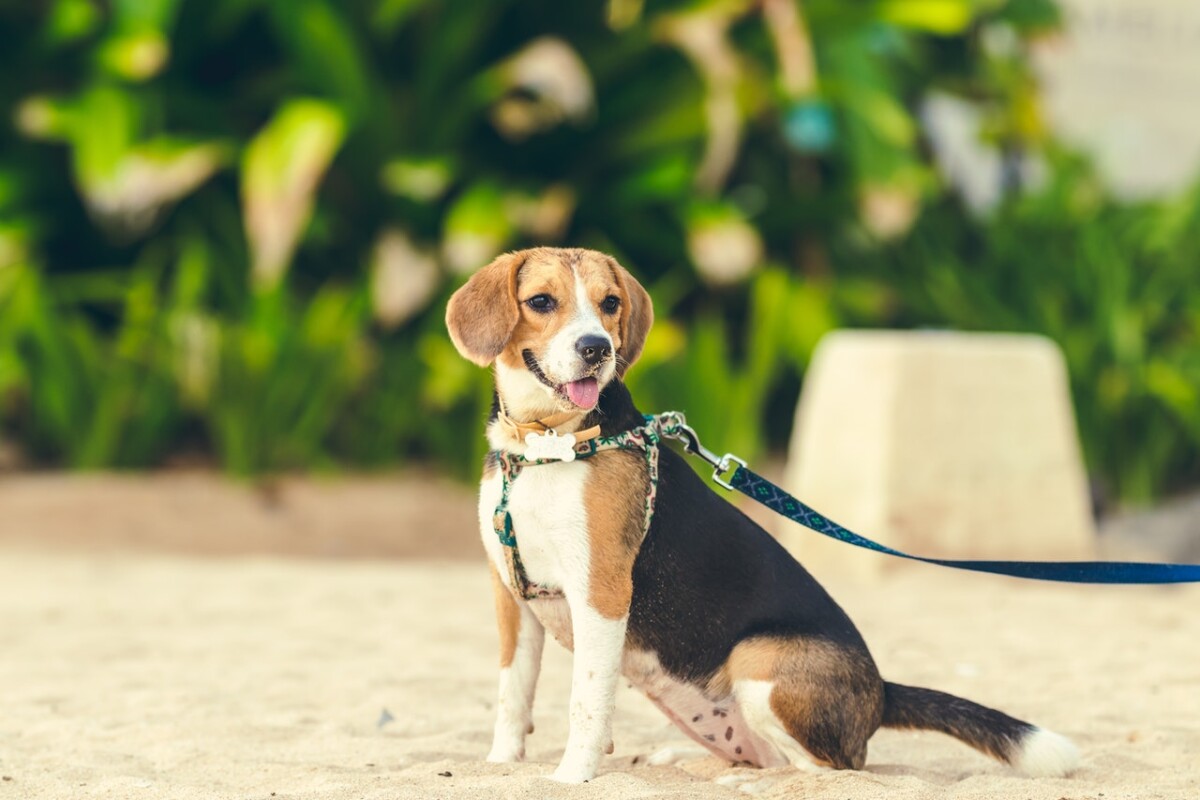 pueden un beagle y un pitbull terrier americano ser amigos