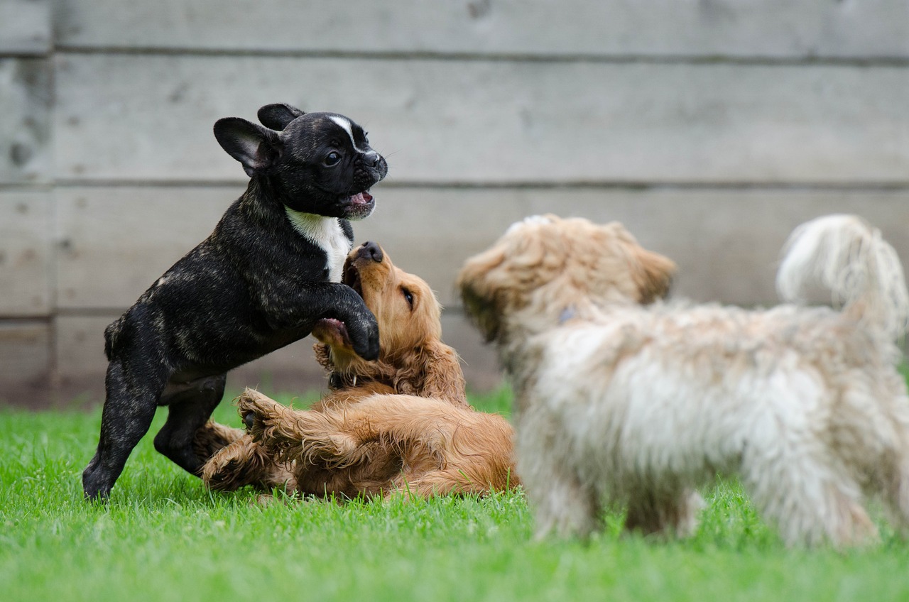 chiots-qui-jouent