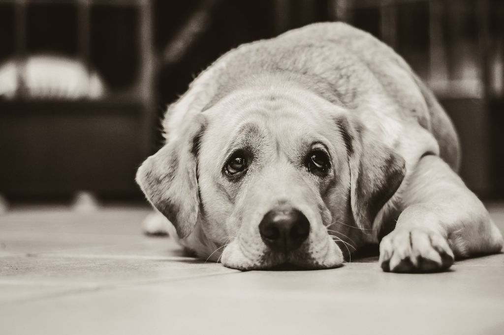 labrador blanc senior