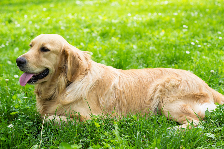 golden retriever souffle cardiaque