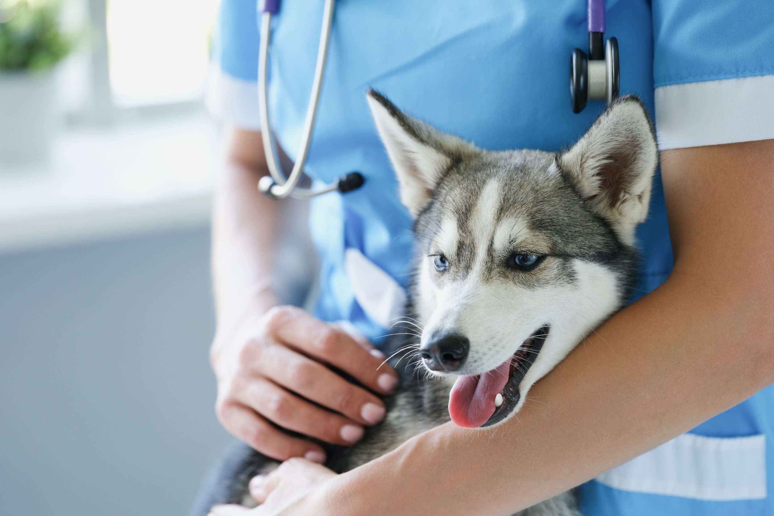 chien consultation veterinaire