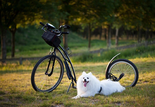 Cani-VTT