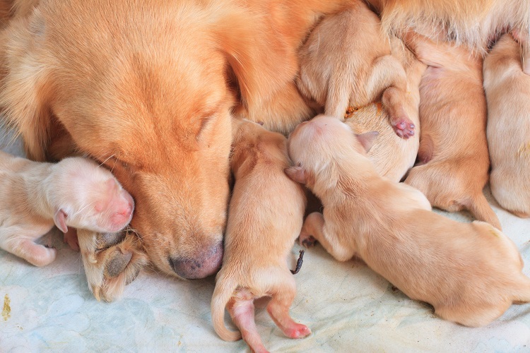 Chienne avec ses chiots