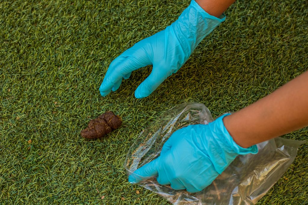 ramassage selles chien herbe gants